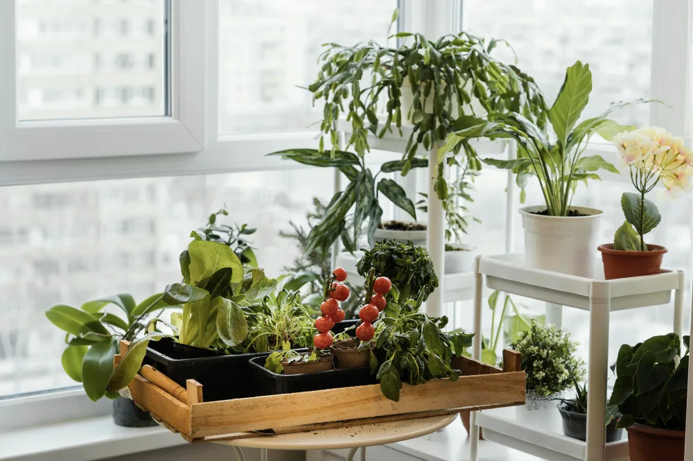 Tips to Grow Your Own Food With an Apartment Garden
